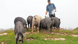 Schweine füttern auf der Muttneralp: Fällt jemand vom Alpteam aus, vermittelt das Alpofon möglichst rasch einen Ersatz. 