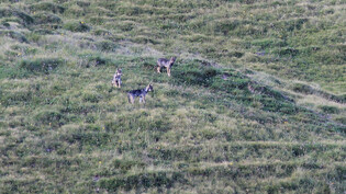 Nachweislich Nachwuchs: Drei Wolfswelpen des Beverinrudels erkunden ihr Revier. Sie wurden im vergangenen Frühling geboren und von der Wildhut fotografiert. 
