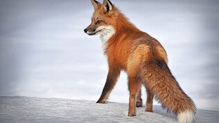 Fuchs in freier Wildbahn: Bei Tieren, die sich nahe an Siedlungen aufhalten, wird untersucht, ob sie mit Corona infiziert sind.