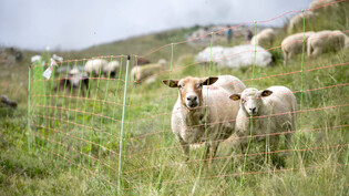 Das Ende der Alpzeit naht: Für erste Schafe geht es aufgrund der hohen Wolfspräsenz diesen Montag wieder ins Tal. Hier zu sehen eine Gruppe von Schafen in Flims als Symbolbild.