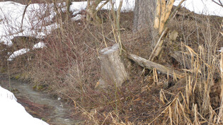 Entrindete Bäume: Dass sich Biber immer stärker im Kanton wieder ansiedeln, ist auch an den Spuren abzulesen, die sie hinterlassen, etwa an diesen geschälten Bäumen.