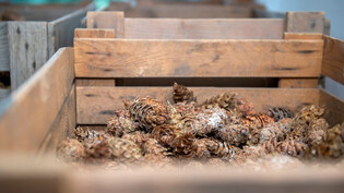 Die Samen sind im Innern: Douglasienzapfen trocknen in Holzkisten.