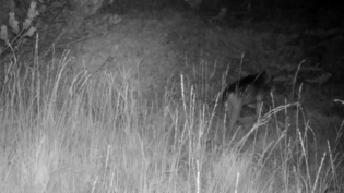Revier im Gebiet um San Bernardino: Ein junger Wolf aus dem letztjährigen Wurf des Moesolarudels (rechts) läuft aus einer Wiese mit hohem Gras.