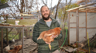 Volieren schützen vor der Vogelgrippe: Roberto Maier, genannt «Eier Maier», ist bemüht, dass es seinen Hühnern trotz eingeschränkter Bewegungsfreiheit gut geht. 