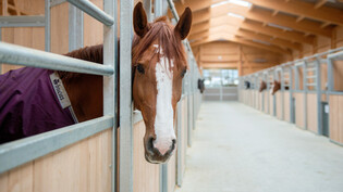 Hell und freundlich: Ein Pferd beobachtet aus seiner Box das Geschehen in der neu gebauten Stallung des Betriebs Eichengut in Maienfeld.