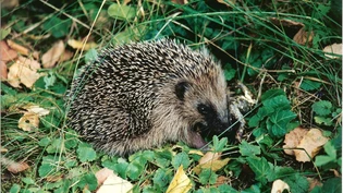 Igel