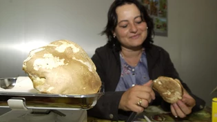 Pilz