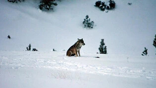 Dieser Wolf wurde im Gebiet Ofenpass gesichtet – das ist allerdings schon knapp ein Jahr her.