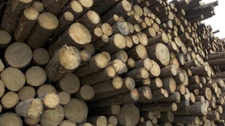 Wald Holz Baum Baeume
