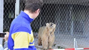 Bär Napa Arosa Bärenland