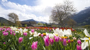 Blumen Frühling Tulpen
