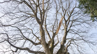Baum Bäume Schneefällen Äste abgebrochen Friedhof Daleu Schnee Winter