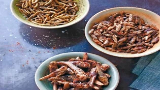 Heuschrecken, Grillen, Mehlwürmer: In Kempraten gibt es Insektengerichte zum Probieren.