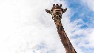 Gibt Vollgas: Dieses Jahr erblickten schon vier Giraffenbabys von Bulle Bobo das Licht der Welt.