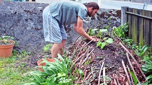 Keine Ressourcen verschwenden: Alexander Oberholzer zügelt Kürbispflanzen.