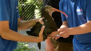 Zuerst nach Österreich, dann in die Toskana: Vier junge Waldrappen aus dem Zürcher Zoo werden ausgewildert.