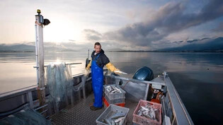 Frühmorgens auf dem Obersee bei Hurden: Ein Berufsfischer verteilt auf seinem Boot kiloweise frisch gefangenen Fisch auf verschiedene Kisten. 