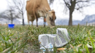 Vermeidbare Gefahren: In Wiesen entsorgter Abfall kann Kühe krank machen. Ins Futter gelangte Aludosen können sogar tödliche Folgen haben.