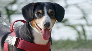 So ist die Stadtpolizei zufrieden: In gewissen Situationen sollen die Hunde an der Leine geführt werden.