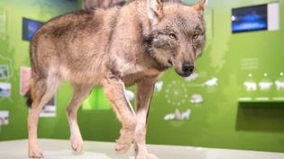 So nah sollte einem Wolf niemand kommen. Einzige Ausnahme: ausgestopfte Exemplare wie hier im Bündner Naturmuseum.
