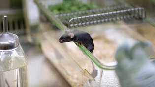Virenschleuder: Mäuse verbreiten für den Menschen gefährliche Kranheitserreger über Zecken.