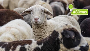 Wenn es zwischen 4. und 20. Juni nochmals so richtig kühl wird, spricht man von der Schafskälte.
