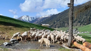 Die Hunde sollten herdentreu sein, um ihren Auftrag erfüllen zu können.