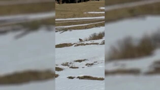 Videoaufnahme in Pontresina: Der Wolf ergreift im Video die Flucht.