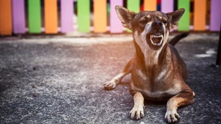 Guter Schnitt: In Graubünden bellen mehr Hunde als beissen.