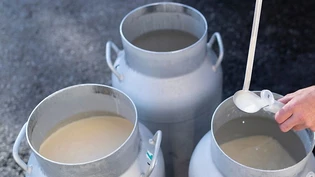 Nichts auszusetzen: Die Glarner Rohmilch weist in Bezug auf Mikrobiologie und THC-Gehalt keine Mängel auf.