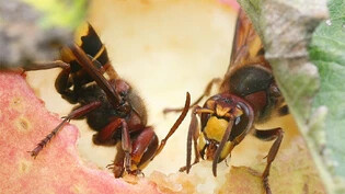 Sie essen gerne süss: Zwei Hornissen laben sich an einem Apfel. 