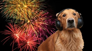 Ein Feuerwerk ist bunt und laut: Ein Kopfhörer wie in dieser amüsanten Animation, würde die Lage der Haustiere allerdings nicht verbessern.