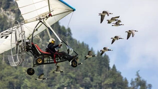 Show von Birdman Christian Moulle: Er fliegt mit seinem Ultraleichtflugzeug frei wie ein Vogel durch die Lüfte, begleitet von einer Gänseschar.