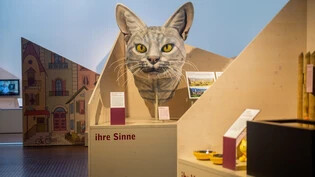 Bündner Naturmuseum: Von allen Säugetieren haben Katzen das mit am besten ausgebildete Gehör.

