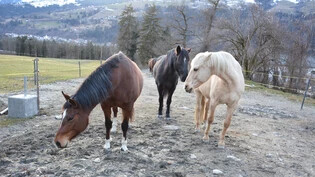 Heimtiere auf dem Vormarsch: Die Frage, ob als Heimtiere registrierte Pferde noch in der Landwirtschaftszone gehalten werden dürfen, sorgt für Diskussionen. 