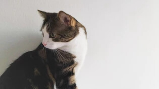 Europäisch Kurzhaar oder nicht: Einige Eigenschaften der Katzenrasse hat Porthos sowieso.
