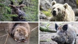 Im Check: Wie wahrscheinlich ist es, dass Elch, Bär, Biber oder Wildschwein im Glarnerland heimisch werden? Der kantonale Jagdverwalter Christoph Jäggi schätzt die Chancen ein.