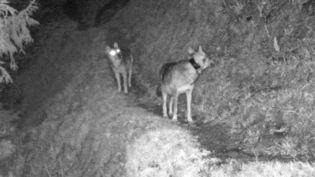 Bereits 2023, damals im Glarnerland, in Fotofalle getappt: Das Bild zeigt die Wölfin F110 mit Senderhalsband.