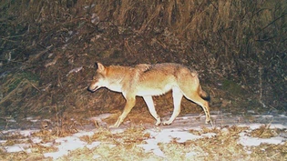 Wenig Risse: Die Glarner Wölfe sind derzeit diskret unterwegs.