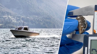 Die Quaggamuschel wird bis zu drei Zentimeter gross: Sie soll nicht von Booten in den Walensee eingeschleppt werden – ganz aufhalten lassen wird sie sich aber wohl nicht. 