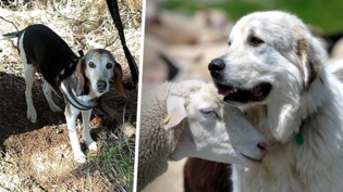 Jagdhündin Branca wird im Oktober von Herdenschutzhunden totgebissen: Das ist laut Experte Felix Hahn ein Einzelfall.