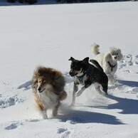 Hunde im Winter von DORIS FLUOR