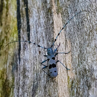 Der Alpenbock ist einer der schönsten, grössten und seltensten Käfer der Schweiz - im Bündnerland gefunden!
