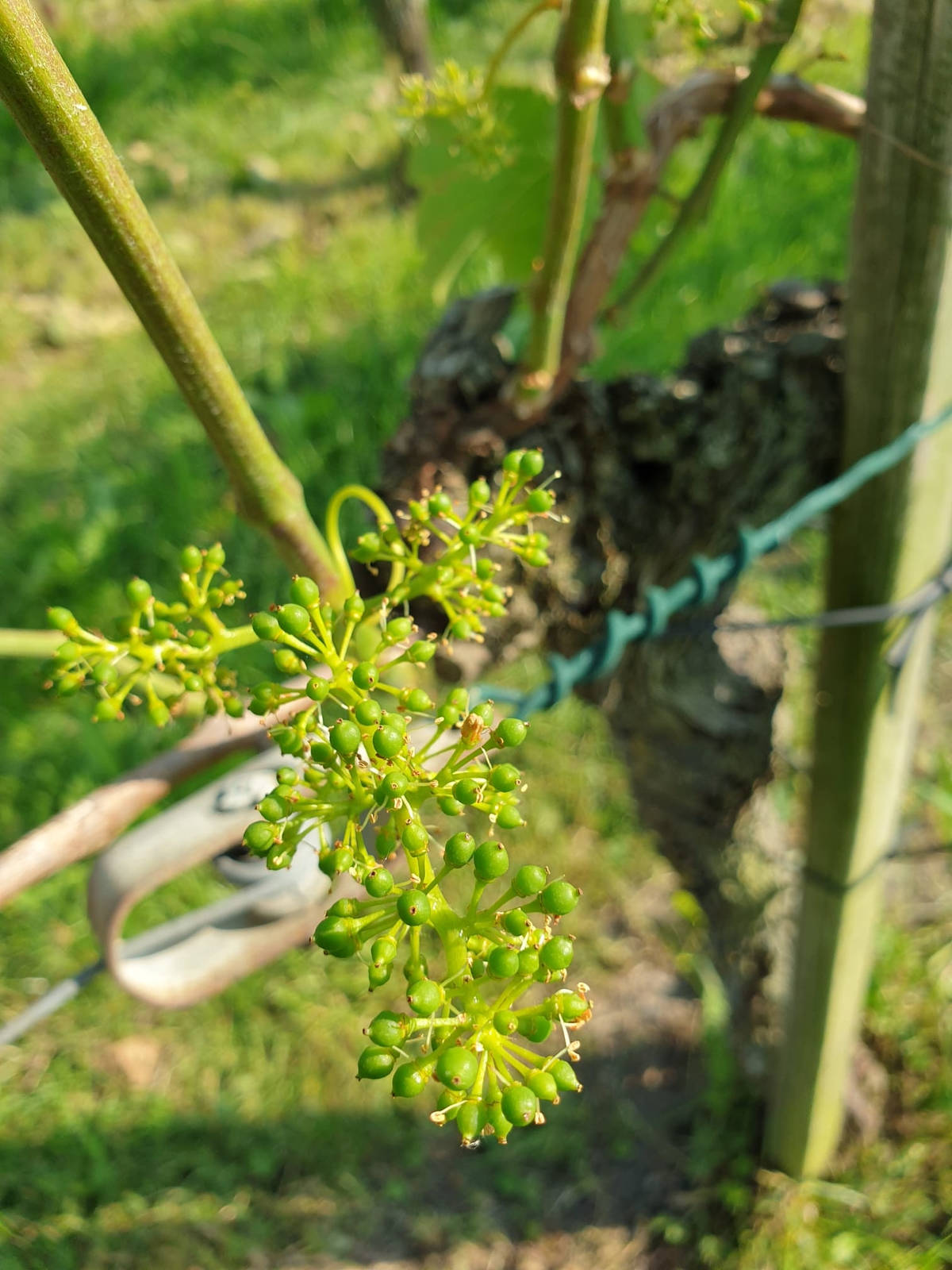 Gute Ausgangslage: Der warme Frühling hat dazu geführt, dass die Trauben bereits fortgeschritten sind. Aus diesem Grund könnte die diesjährige Weinlese 10 bis 14 Tage früher als im Vorjahr stattfinden.