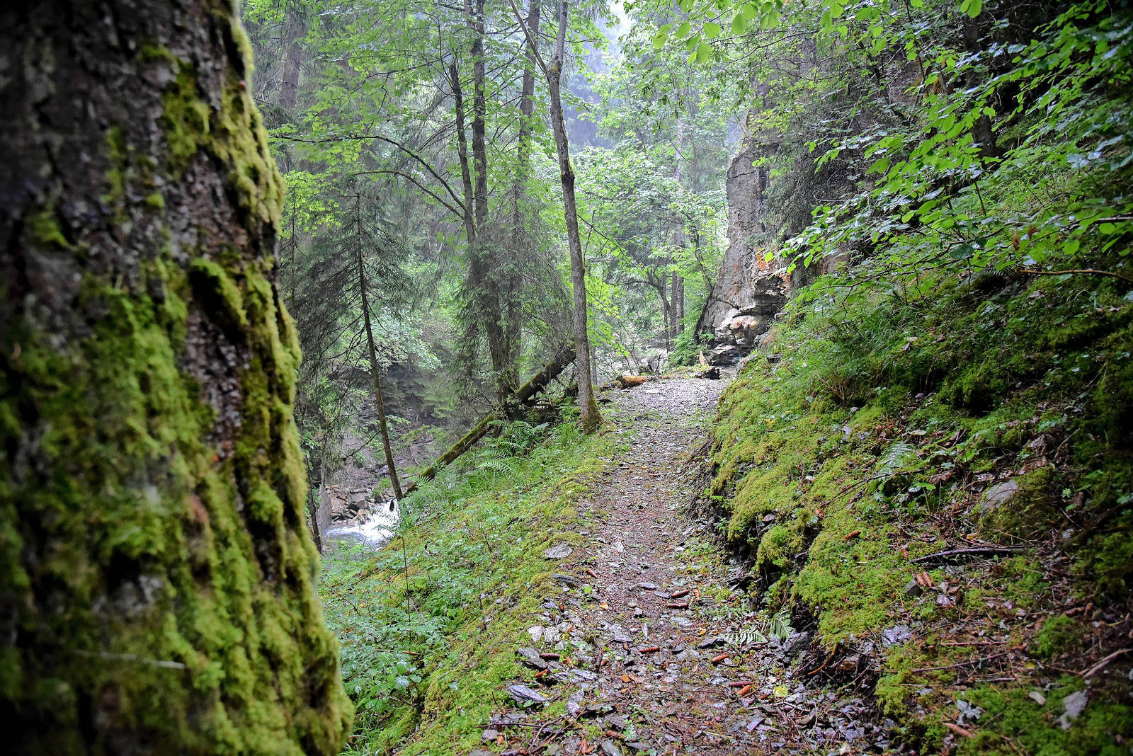 Ein Märchenwald: Beim hinteren Stollen von Gulatsch endet der Weg in der Felswand über dem Schmuérbach.
