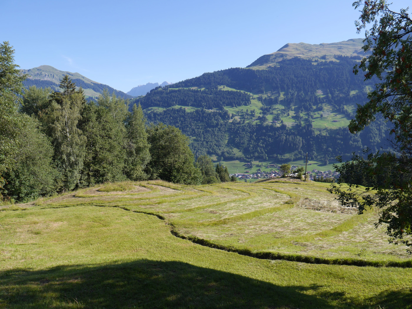 Für die Natur: Diese Wiese gewinnt den ersten Platz in der Kategorie Insektenliebling.