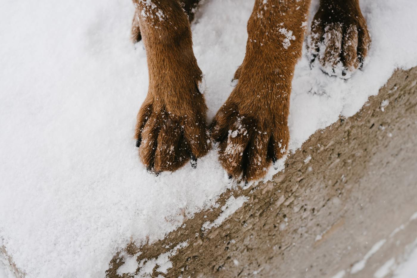 Um Verletzungen vorzubeugen: Die richtige Pflege der Hundepfoten ist sowohl vor als auch nach dem winterlichen Spaziergang essenziell. 