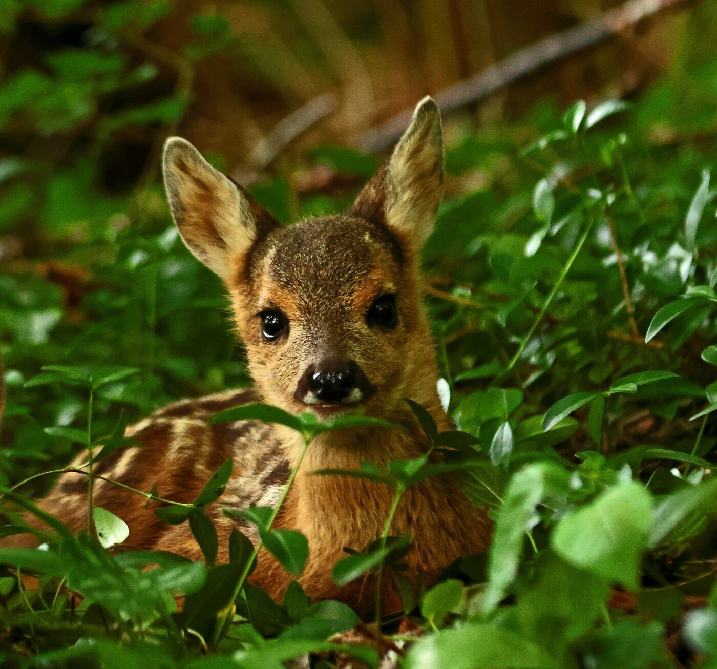 Das schönste Leserbild des Monats Juni 2024: Das Bild entstand nach einer erfolgreichen Rehkitzrettung.