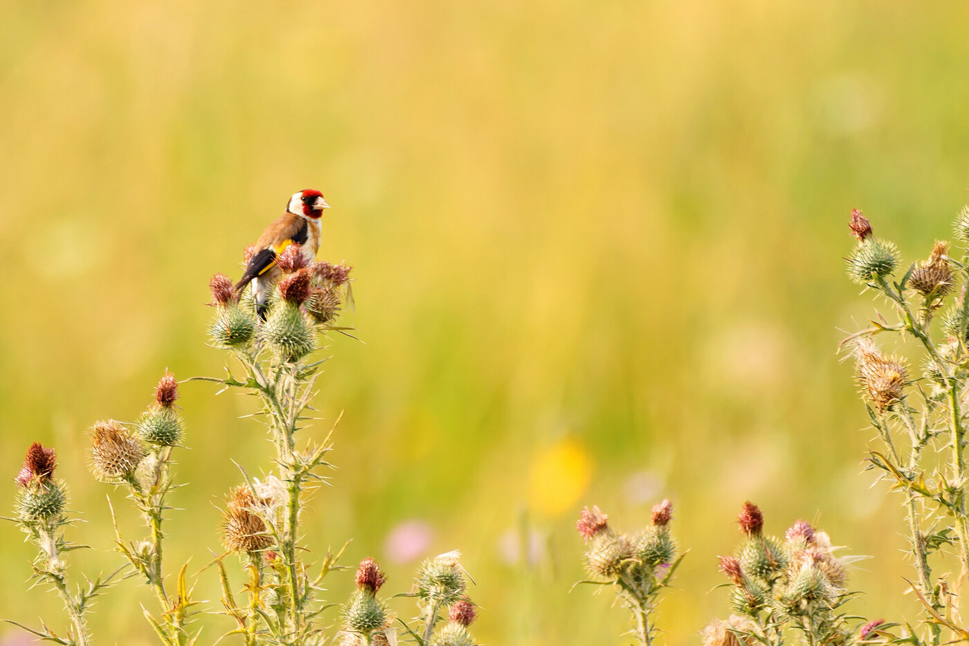 Distelfink: Sein spitzer Schnabel hilft ihm, an die Samen von Disteln zu gelangen.