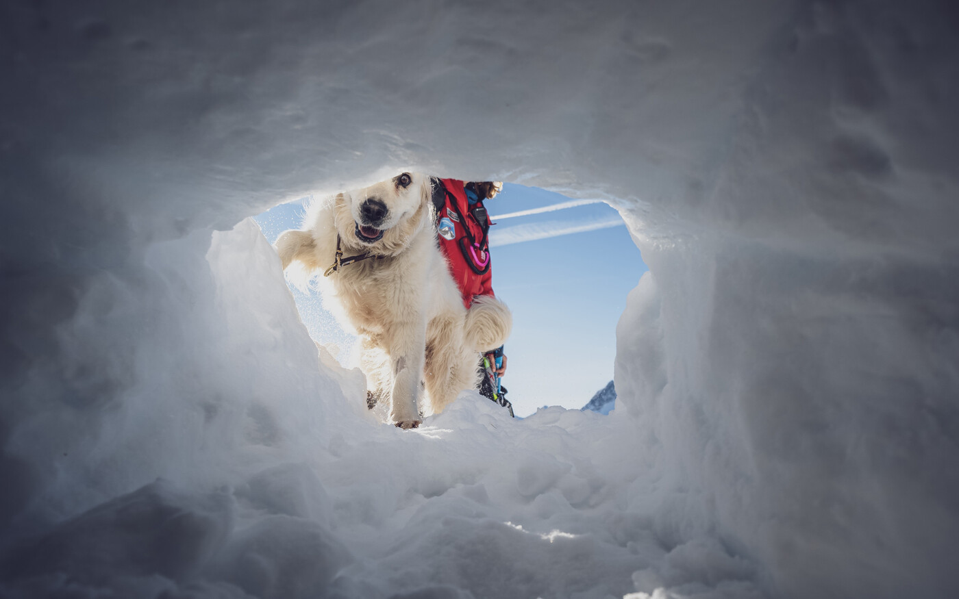 Die Lawinenhunde der Pistenrettung helfen bei der Suche nach Verschütteten.  
